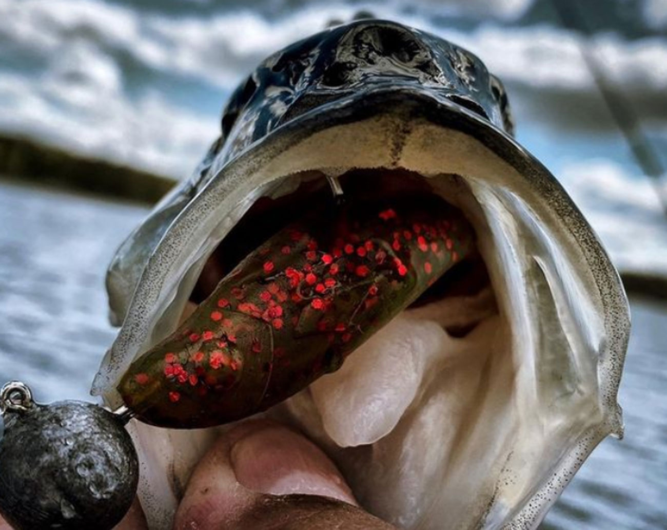 Gator Gum 9 cm 5 pack